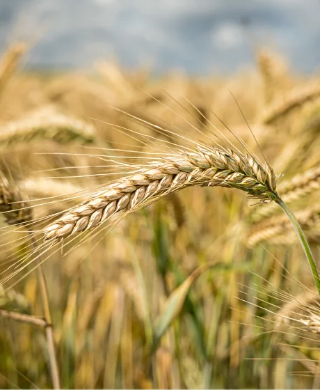 Волжский зерновой экономический форум «Золото Поволжья»: 19–20 марта 2026, Саратов